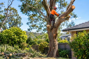 Stump Removal in Cockatoo: Benefits, Methods and Important Considerations
